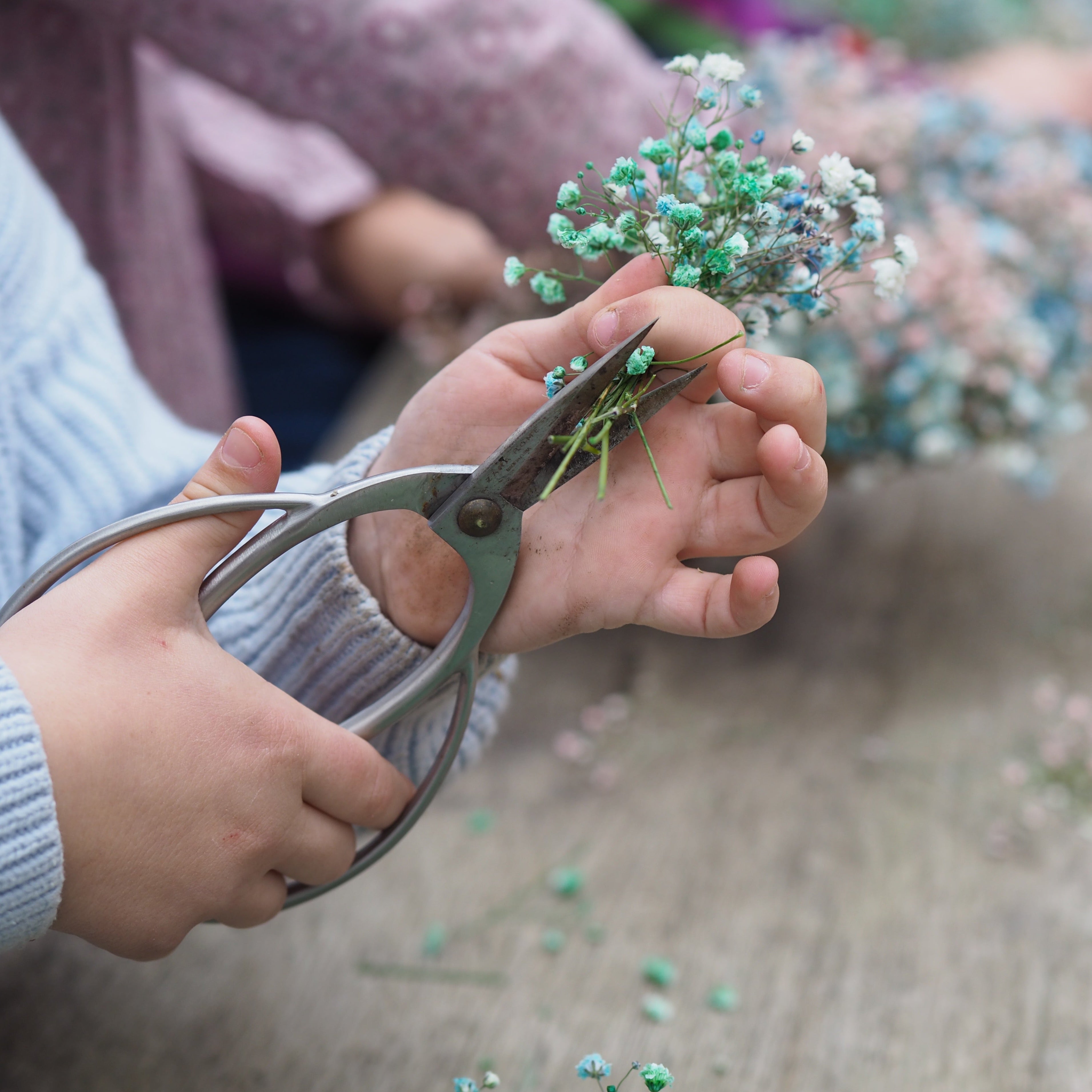 Selección de flores de temporada para taller infantil