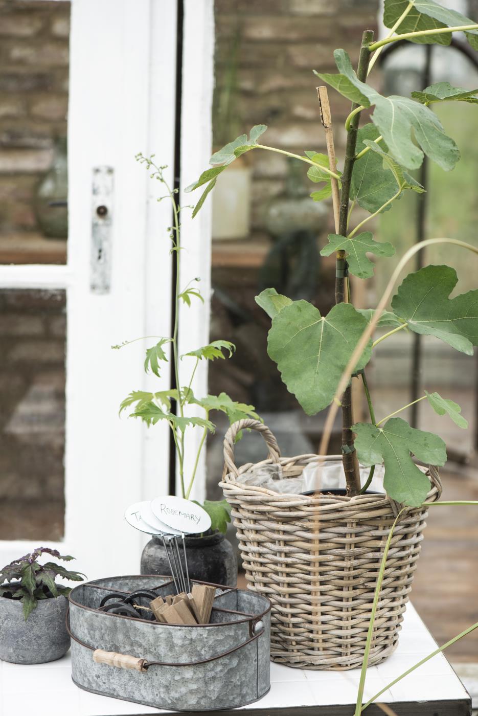 Cesta de ratán con plantas en interior