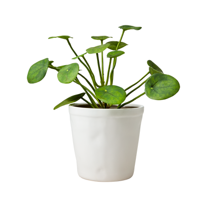 Maceta Cocos, blanco